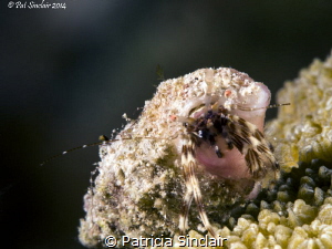Another shot from the shore dive with Nina Baxa.  She poi... by Patricia Sinclair 